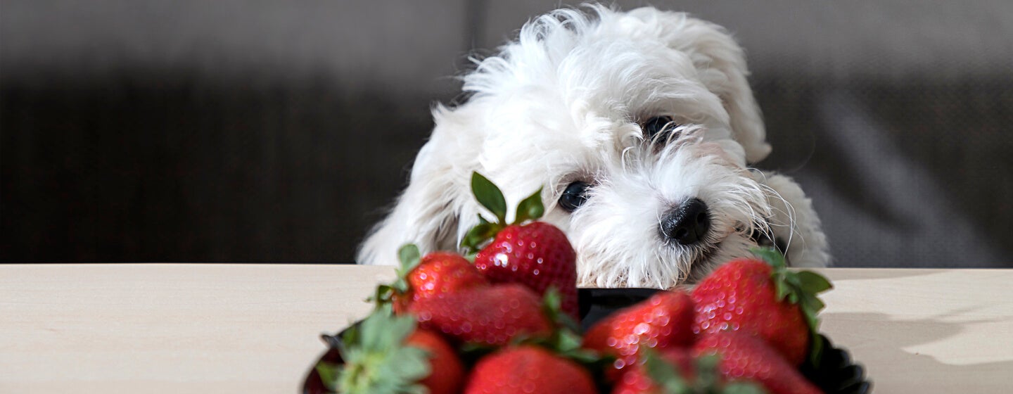 Can dogs eat dried strawberries shop